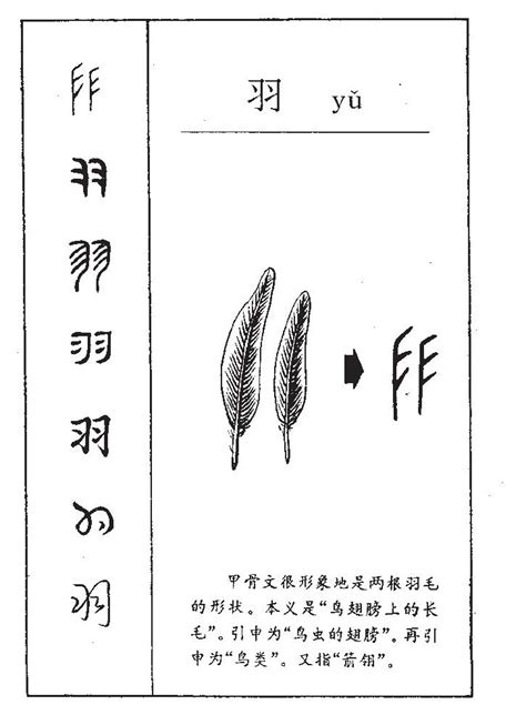 羽的名字|羽字起名寓意、羽字五行和姓名学含义